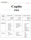 Capilares Sanguíneos. Cuadro comparativo