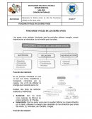 FUNCIONES VITALES EN LOS SERES VIVOS