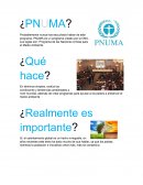 PNUMA