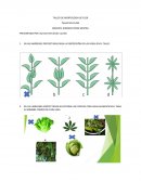 TALLER EN CLASE : MORFOLOGIA DE FLOR