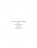 Cartera y matrices como opciones estratégicas