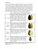 Estudio de palta en el Perú y el Mundo