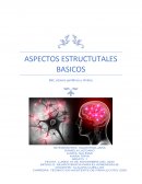 Sistema nervioso central, sistema periferico y sistema limbico