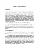 Ensayo metodologias agiles