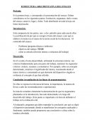 ESTRUCTURA ARGUMENTATIVA DEL ENSAYO