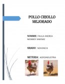 POLLOS CRIADOS MEJORADOS