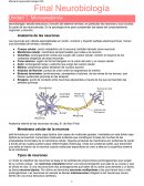 Resumen neurociencia