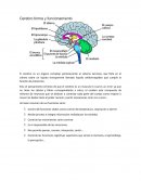 Cerebro forma y funcionamiento