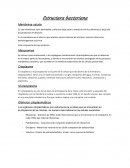 Estructura bacteriana Membrana celular