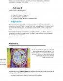 Biografía de Alejandro Carpentier . Obra de Alejandro Carpentier. ¿A qué se denomina Neobarroco Latinoamericano?