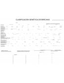 CLASIFICACIÓN GENÉTICA DE BRECHAS