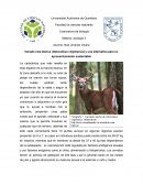 Venado blanco