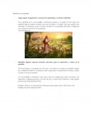 Parábola la oveja perdida