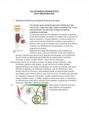 Contracciones musculares. Sistema Muscular.