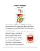 Sistema disgestivo y sus organos