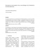 Descripcion macroscopica de un macrohongo de la famialia de los Auriculariaceae