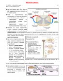 MÉDULA ESPINAL