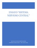 Ensayo SISTEMA NERVIOSO CENTRAL