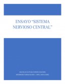 Ensayo SISTEMA NERVIOSO CENTRAL