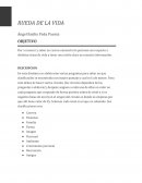 PRODUCTO INTEGRADOR. RUEDA DE LA VIDA