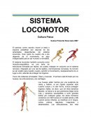 SISTEMA LOCOMOTOR