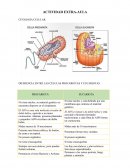 Actividad extra aula. Diferencia entre las células procariotas y eucariotas