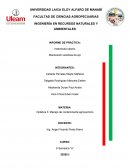 PRACTICA DE AGROQUIMICOS Insecticida cásero Maceración aceitosa de ajo