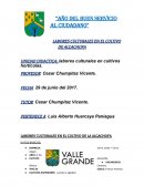LABORES CULTURALES EN EL CULTIVO DE LA ALCACHOFA