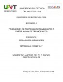 Producción de proteínas recombinantes a partir de animales transgenicos