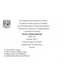 Previo 5 - Sistema Endocrino