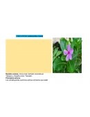 Biotecnologia de plantas medicinales