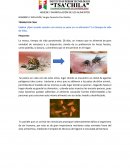 HIGINE Y MANIPULACION DE ALIMENTOS ¿Qué sucede cuando una mosca se posa en un alimento?