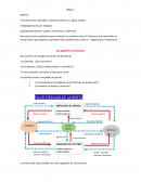 Economía. Los agentes económicos