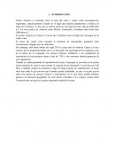 Cacao en epoca colonial