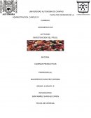 INVESTIGACION DEL FRIJOL