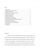 Bacterias son una parte fundamental de nuestra vida