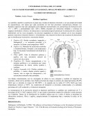 Pórfidos Cupríferos