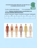Sistemas corporales humano, sus estructuras y sus funciones (SISTEMA INMUNOLOGICO)