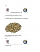 Fisiologia Psicologia, trastornos del sueño en adolescentes