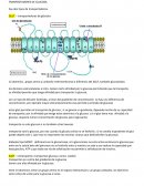 TRANSPORTADORES DE GLUCOSA