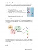 Constitución del ADN