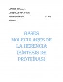 Bases Moleculares de la Herencia (Síntesis de Proteínas)