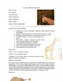 La Jirafa (Giraffa camelopardalis)