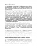 Qué es un biofertilzante