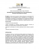 Laboratorio Biología de los Microorganismos