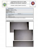 INFORME LABORATORIO DE ZOOLOGÍA