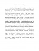ENSAYO DEFORESTACIÓN