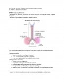 Act. Teórica: Vía aérea (Tráquea, árbol bronquial, segmentación)