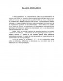 EL ARBOL GENEALOGICO
