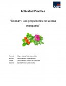 Actividad Práctica “Coesam: Los propulsores de la rosa mosqueta”